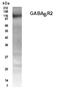 Gamma-Aminobutyric Acid Type B Receptor Subunit 2 antibody, 56311, QED Bioscience, Western Blot image 