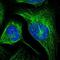 Transmembrane O-methyltransferase antibody, NBP1-92081, Novus Biologicals, Immunofluorescence image 