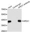 Apurinic/Apyrimidinic Endodeoxyribonuclease 1 antibody, LS-C331268, Lifespan Biosciences, Immunoprecipitation image 