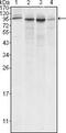 Calnexin antibody, GTX83045, GeneTex, Western Blot image 