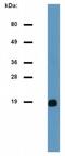 CD247 Molecule antibody, NBP1-44683, Novus Biologicals, Western Blot image 