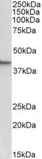Nanog Homeobox antibody, TA334190, Origene, Western Blot image 