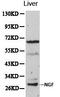 Nerve Growth Factor antibody, LS-C192638, Lifespan Biosciences, Western Blot image 