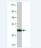 Antizyme Inhibitor 1 antibody, H00051582-M02, Novus Biologicals, Western Blot image 