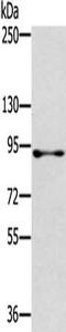 RasGAP-activating-like protein 1 antibody, CSB-PA054201, Cusabio, Western Blot image 