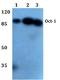 POU Class 2 Homeobox 1 antibody, A01766-1, Boster Biological Technology, Western Blot image 