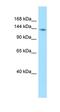 Protein Tyrosine Phosphatase Non-Receptor Type 21 antibody, orb326561, Biorbyt, Western Blot image 