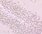 Synuclein Alpha antibody, NBP2-80442, Novus Biologicals, Immunohistochemistry paraffin image 