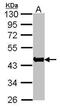 Actin Alpha 1, Skeletal Muscle antibody, PA5-77846, Invitrogen Antibodies, Western Blot image 