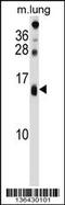 Dexi Homolog antibody, 58-821, ProSci, Western Blot image 