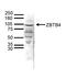 Zinc finger and BTB domain-containing protein 4 antibody, CI1110, Boster Biological Technology, Western Blot image 