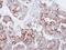 FAS antibody, PA5-22061, Invitrogen Antibodies, Immunohistochemistry frozen image 