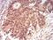 RAN, Member RAS Oncogene Family antibody, NBP2-61840, Novus Biologicals, Immunohistochemistry frozen image 