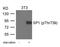 Sp1 Transcription Factor antibody, GTX50710, GeneTex, Western Blot image 