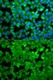 Asparagine Synthetase (Glutamine-Hydrolyzing) antibody, GTX30068, GeneTex, Immunofluorescence image 