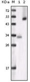 Glycogen Synthase Kinase 3 Alpha antibody, STJ98119, St John