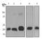 Ferritin Heavy Chain 1 antibody, ab75972, Abcam, Western Blot image 