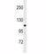 Myosin light chain kinase, smooth muscle antibody, F50923-0.4ML, NSJ Bioreagents, Western Blot image 