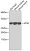 Metaxin 2 antibody, 18-996, ProSci, Western Blot image 