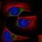 Nramp2 antibody, HPA032140, Atlas Antibodies, Immunofluorescence image 