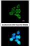 Multiple inositol polyphosphate phosphatase 1 antibody, PA5-28879, Invitrogen Antibodies, Immunofluorescence image 