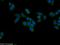 Family With Sequence Similarity 92 Member A antibody, 24803-1-AP, Proteintech Group, Immunofluorescence image 