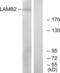 Laminin Subunit Beta 2 antibody, abx014035, Abbexa, Western Blot image 