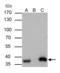 DNA-(apurinic or apyrimidinic site) lyase antibody, GTX110558, GeneTex, Immunoprecipitation image 