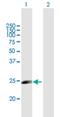 Myosin Light Chain 10 antibody, H00093408-B01P, Novus Biologicals, Western Blot image 