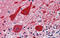 Empty Spiracles Homeobox 2 antibody, 27-381, ProSci, Enzyme Linked Immunosorbent Assay image 