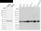 PD-L1 antibody, AE00148, Aeonian Biotech, Western Blot image 