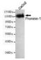 Prominin 1 antibody, GTX49150, GeneTex, Western Blot image 
