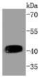 Mitogen-Activated Protein Kinase Kinase 1 antibody, NBP2-67772, Novus Biologicals, Western Blot image 