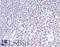 IKAROS Family Zinc Finger 2 antibody, LS-B15489, Lifespan Biosciences, Immunohistochemistry paraffin image 