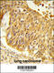 Eukaryotic Elongation Factor, Selenocysteine-TRNA Specific antibody, 63-770, ProSci, Immunohistochemistry paraffin image 