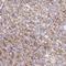 Protein Phosphatase 1 Regulatory Subunit 13 Like antibody, NBP2-48732, Novus Biologicals, Immunohistochemistry frozen image 