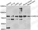 Caspase Recruitment Domain Family Member 10 antibody, A7368, ABclonal Technology, Western Blot image 