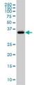 GRB2 Related Adaptor Protein 2 antibody, H00009402-M01, Novus Biologicals, Western Blot image 