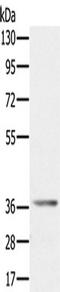 Aldo-Keto Reductase Family 1 Member C4 antibody, TA350065, Origene, Western Blot image 