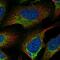 NHS Like 2 antibody, HPA049771, Atlas Antibodies, Immunocytochemistry image 