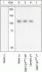 GRB2 Associated Binding Protein 1 antibody, 44-568G, Invitrogen Antibodies, Western Blot image 