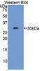 Hydroxyacid Oxidase 1 antibody, LS-C294543, Lifespan Biosciences, Western Blot image 