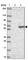 Tektin 4 antibody, HPA048600, Atlas Antibodies, Western Blot image 