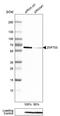 Zinc Finger Protein 703 antibody, MA5-24610, Invitrogen Antibodies, Western Blot image 