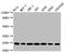 BCL2 Antagonist/Killer 1 antibody, CSB-RA624111A0HU, Cusabio, Western Blot image 