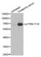 Paxillin antibody, abx000208, Abbexa, Western Blot image 