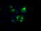 Lipase G, Endothelial Type antibody, TA501018, Origene, Immunofluorescence image 