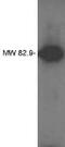 Phospholipid Phosphatase Related 4 antibody, MBS395657, MyBioSource, Western Blot image 