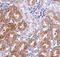 Ankyrin Repeat Domain 54 antibody, A13999, Boster Biological Technology, Immunohistochemistry paraffin image 