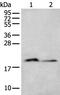 Keratin Associated Protein 11-1 antibody, PA5-67559, Invitrogen Antibodies, Western Blot image 